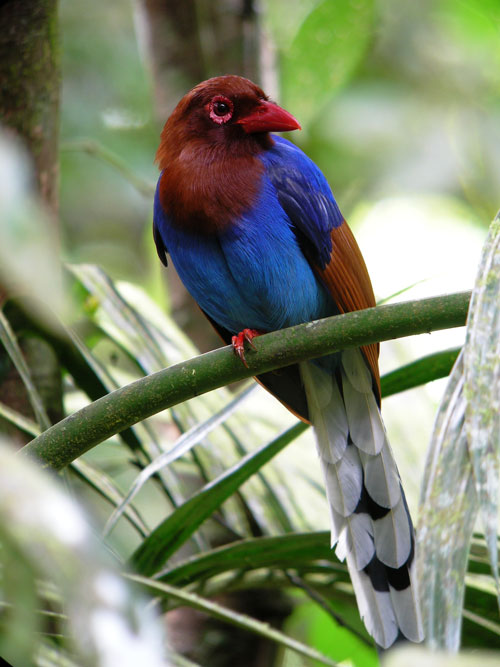 BLUE-MAGPIE-SRI-LANKA